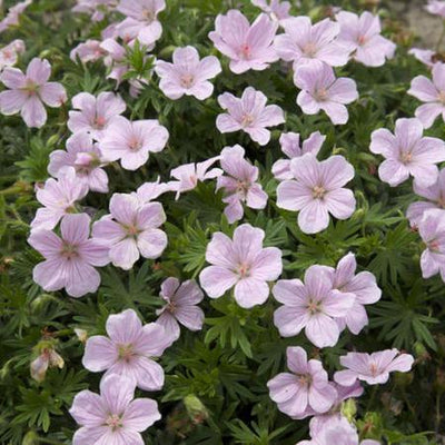 Storchschnabel (Geranium sanguineum 'Vision®Pink')