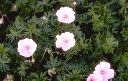 Storchschnabel (Geranium sanguineum var. striatum) - Gartenpflanzen