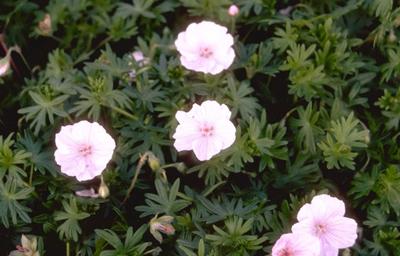 Storchschnabel (Geranium sanguineum var. striatum)