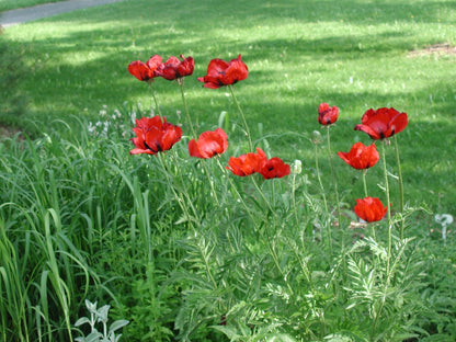 Orientalischer Mohn (Papaver orientale 'Brilliant') - Gartenpflanzen