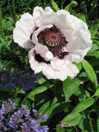 Oosterse klaproos (Papaver orientale 'Perry's White') - Tuinplanten