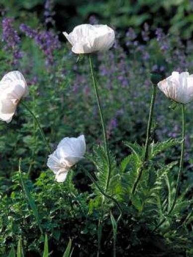 Oosterse klaproos (Papaver orientale 'Perry's White') - Tuinplanten
