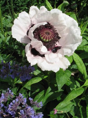 Orientalischer Mohn (Papaver orientale 'Perry's White')
