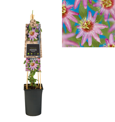 Kletterpflanze Passiflora Anastasia (Passionsblume)