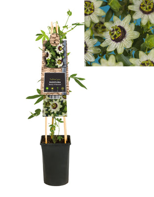 Kletterpflanze Passiflora Schönheit von Hannover (Passionsblume)
