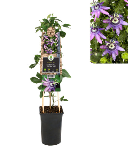 Kletterpflanze Passiflora Betty Miles Young (Passionsblume) - Kletterpflanzen