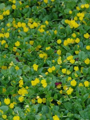 Meerrettich (Lysimachia num. 'Aurea Goldilocks')