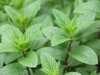 Pfefferminze (Mentha x piperita)