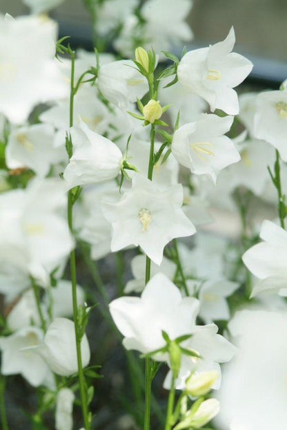 Pfirsichblättrige Glockenblume (Campanula persicifolia 'Alba') - Gartenpflanzen