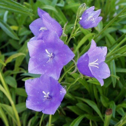 Pfirsichblättrige Glockenblume (Campanula persicifolia 'Coerulea') - Gartenpflanzen