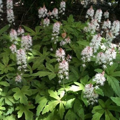 Schaumblüte (Tiarella cordifolia) - Gartenpflanzen