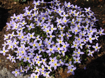 Porzellan-Sternchen (Houstonia caer. 'Millard's Variety') - Gartenpflanzen