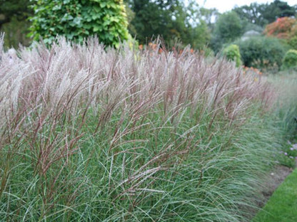 Prachtriet (Miscanthus sin."Kleine Silberspinne") - Gartenpflanzen