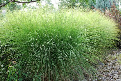 Prachtriet (Miscanthus sinensis 'Gracillimus') - Gartenpflanzen