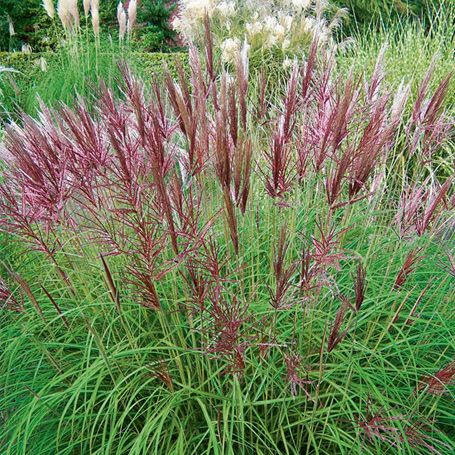 Prachtriet (Miscanthus sinensis 'Red Chief') - Gartenpflanzen