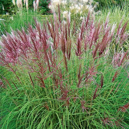 Prachtriet (Miscanthus sinensis 'Red Chief') - Gartenpflanzen