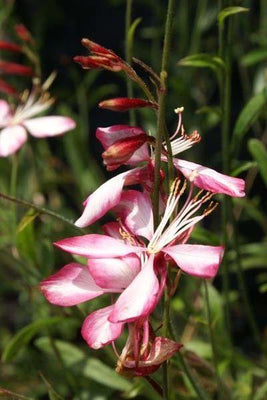 Wunderschöne Kerze (Gaura lindheimeri 'Summer Emotions')