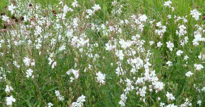 Prachtkerze (Gaura lindheimeri 'Whirling Butterfly') - Gartenpflanzen
