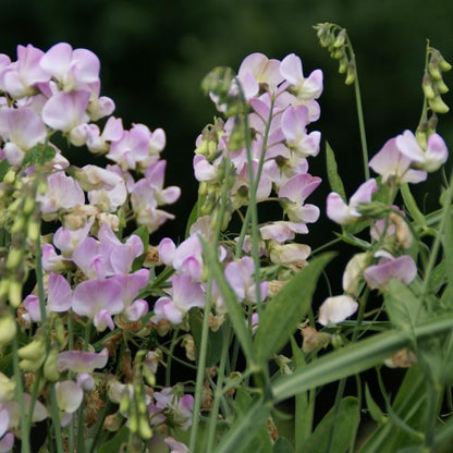 Pronkerwt (Lathyrus latifolius 'Pink Pearl') - Gartenpflanzen