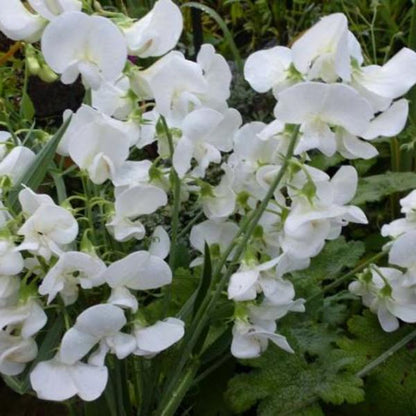 Prunkwinde (Lathyrus latifolius 'White Pearl') - Gartenpflanzen