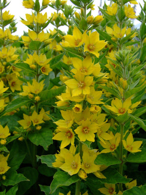 Stachelige Federeiche (Lysimachia punctata)