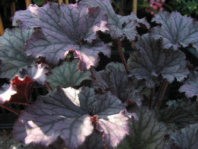Korallenglöckchen (Heuchera 'Black Pearl')