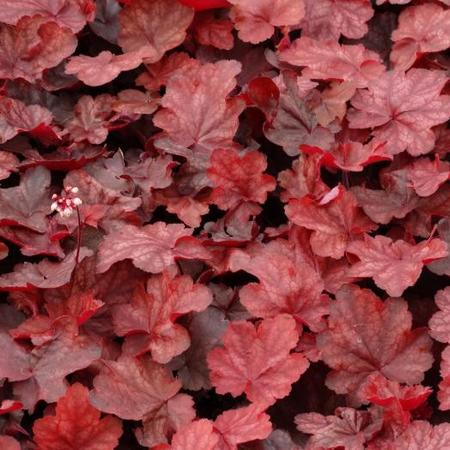 Purpurglöckchen (Heuchera 'Fire Chief') - Gartenpflanzen