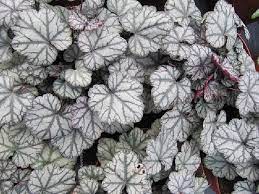 Purpurglöckchen (Heuchera 'Jade Gloss') - Gartenpflanzen