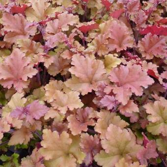 Purpurglöckchen (Heuchera 'Marmelade') - Gartenpflanzen