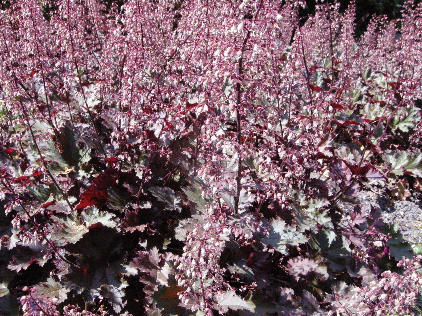 Purpurglöckchen (Heuchera micrantha 'Palace Purple') - Gartenpflanzen