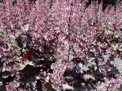 Purpurglöckchen (Heuchera micrantha 'Palace Purple') - Gartenpflanzen