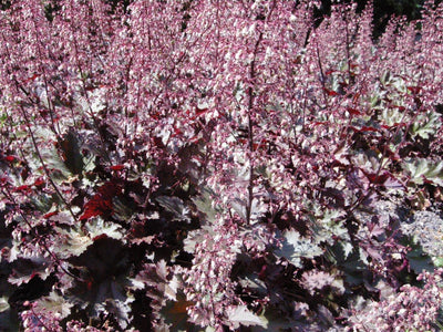 Purpurglöckchen (Heuchera micrantha 'Palace Purple')
