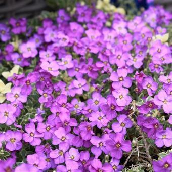 Randjesbloem (Aubrieta 'Argenteovariegata') - Gartenpflanzen
