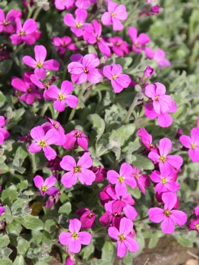 Randjes-Blume (Aubrieta 'Cascade Red') - Gartenpflanzen
