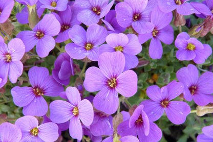 Randjesbloem (Aubrieta 'Hamburger Stadtpark') - Gartenpflanzen