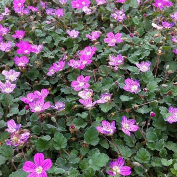 Reiherschnabel (Erodium reichardii 'Bischop's Form') - Gartenpflanzen