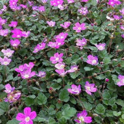 Reiherschnabel (Erodium reichardii 'Bischop's Form') - Gartenpflanzen