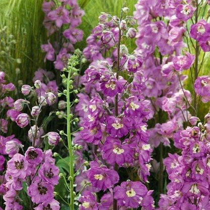 Rittersporn (Delphinium (P) 'Astolat') - Gartenpflanzen