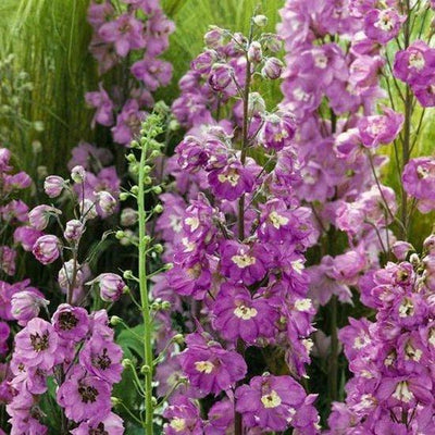 Rittersporn (Delphinium (P) 'Astolat')