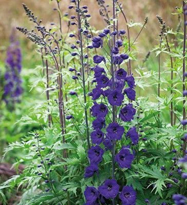 Rittersporn (Delphinium (P) 'Black Knight')
