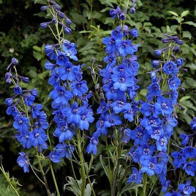 Rittersporn (Delphinium (P) 'Blue Bird')