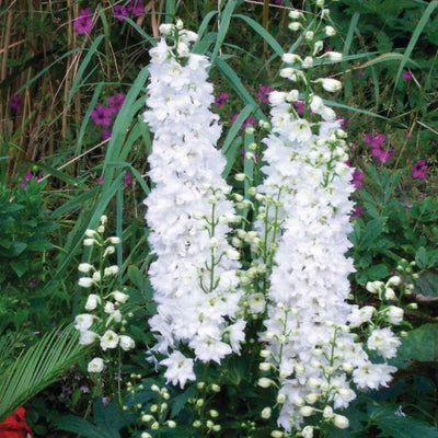 Rittersporn (Delphinium (P) 'Galahad')
