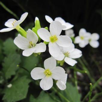 Gänsekresse (Arabis caucasica 'Snowcap') - Gartenpflanzen