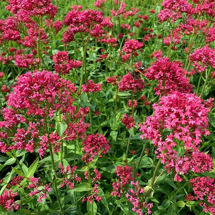Rode valeriaan (Centranthus ruber 'Coccineus') - Tuinplanten