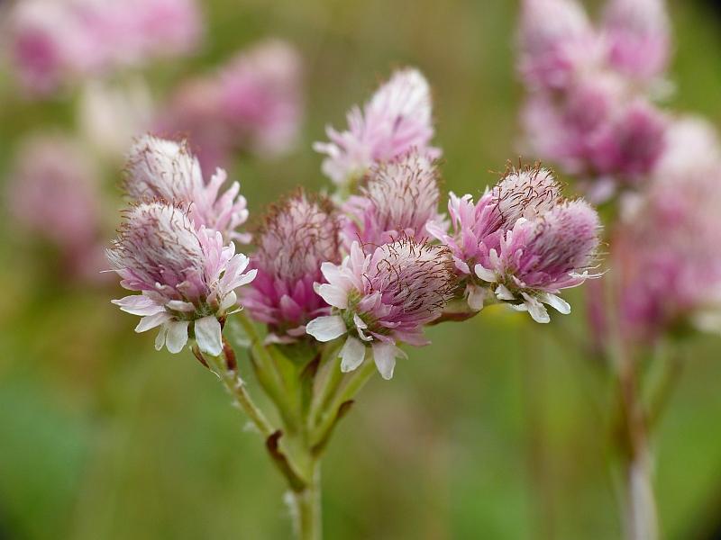 Rozenkransje (Antennaria dioica) - Gartenpflanzen