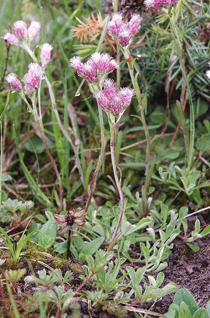 Rozenkransje (Antennaria dioica) - Gartenpflanzen