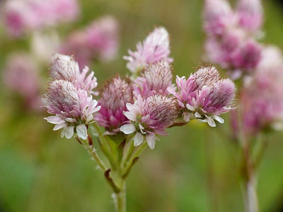 Rosenkranz (Antennaria dioica)