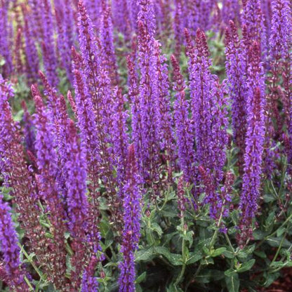 Salbei (Salvia nemorosa 'Blaukönigin') - Gartenpflanzen