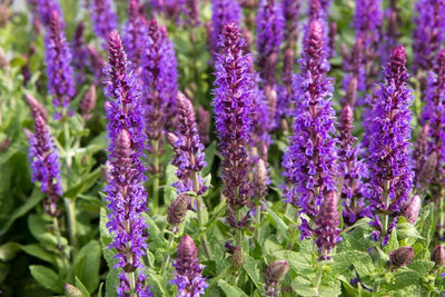 Salbei (Salvia nemorosa 'Ostfriesland')