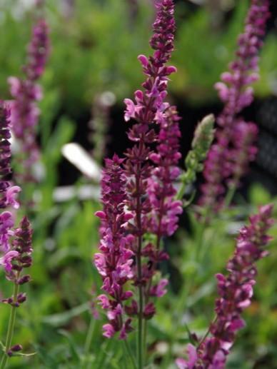 Salbei (Salvia nemorosa 'Rose Queen') - Gartenpflanzen